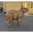 Capybara Mama Life Size Statue
