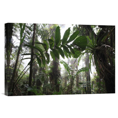 " Bromeliad And Tree Fern At 1600 Meters Altitude In Tropical Rainforest, Sierra Nevada De Santa Marta National Park, Colombia "