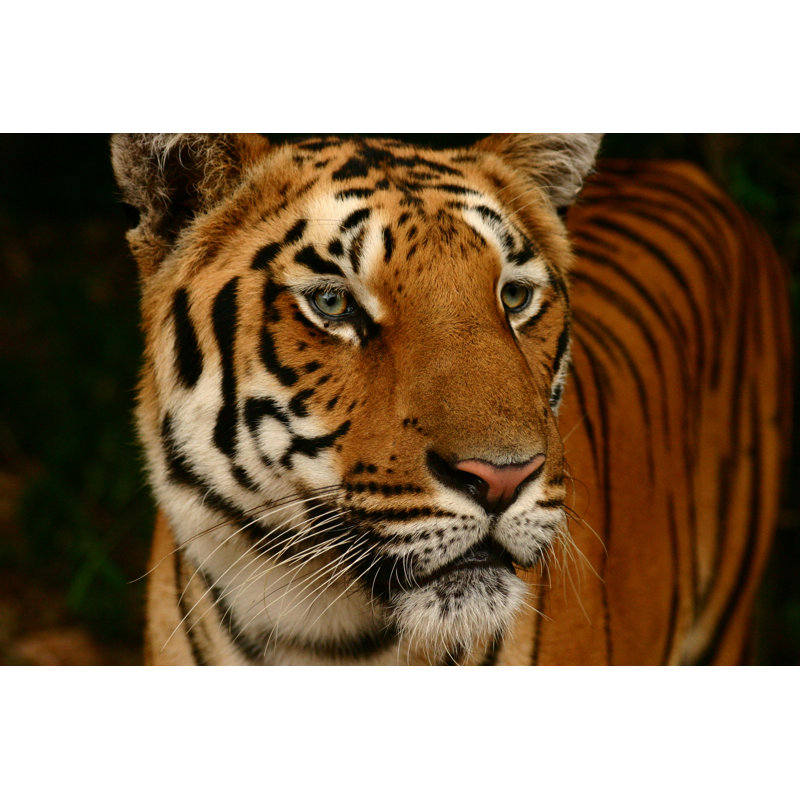 Tigre - Photographie sur toile tendue, H 24 po x l 36 po