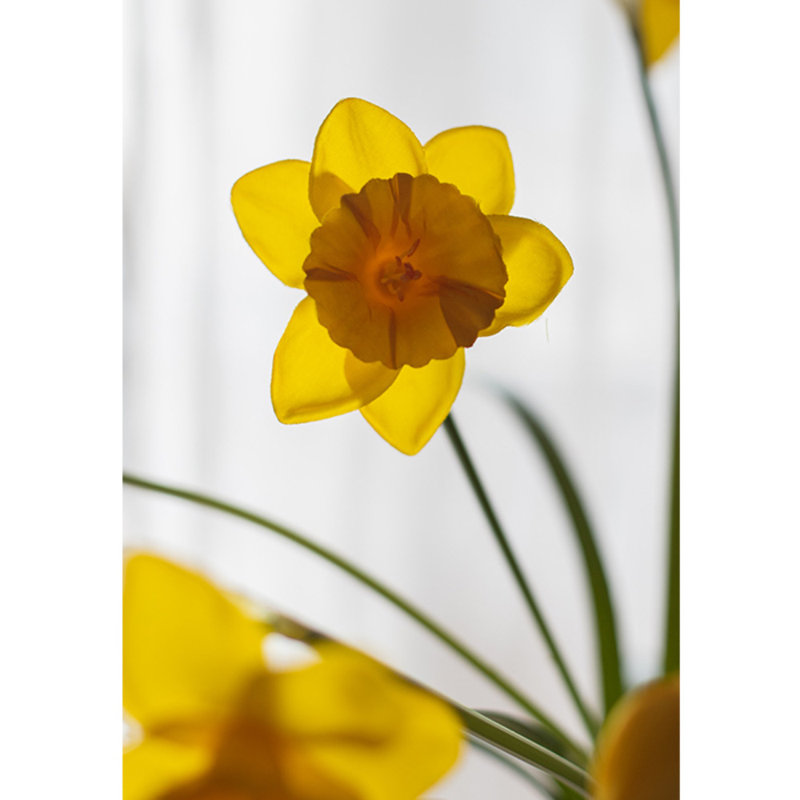 Daffodil Arrangement, Three Stems