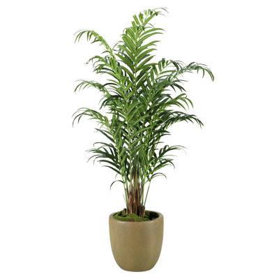 Palmier kentia dans un pot de fleurs