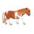 Shetland Pony