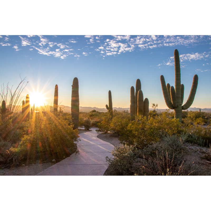 Lapaul Saguaro National Park - Wrapped Canvas Print, 51cm H x 76cm W x 3.8cm D
