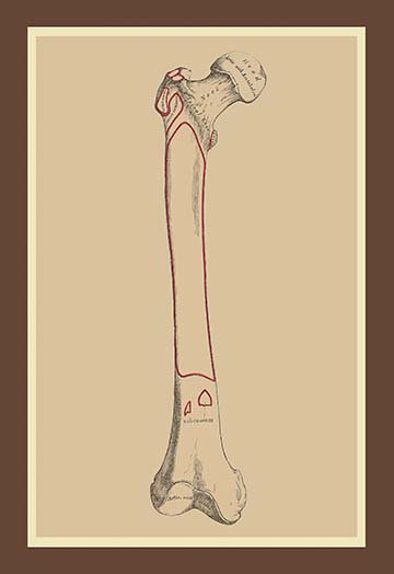 « the skeleton », reproduction d’art, 36" H x 24" W