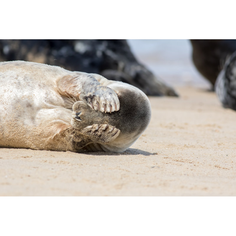 Cute Seal by Ian Dyball - Wrapped Canvas Print, 81cm H x 122cm W 