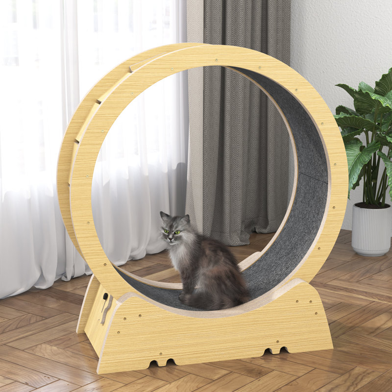 Cat Running Wheel