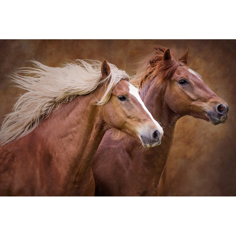 «Purebred I», photographie sur toile, Encadrement doré