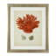 Antique Corals Print
