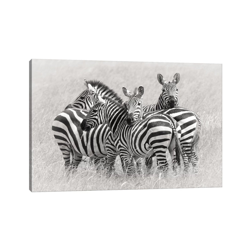 Zebras by Kirill Trubitsyn - Wrapped Canvas Print, 20.32 cm H x 30.48 cm W
