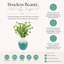 Echinops disposés dans un vase en céramique-132254119