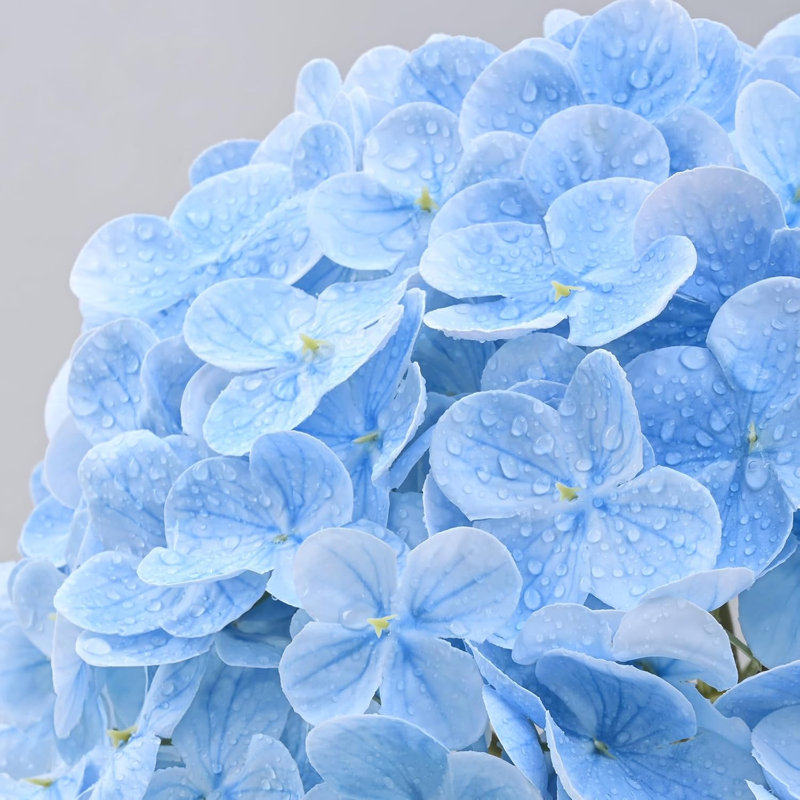 hydrangea