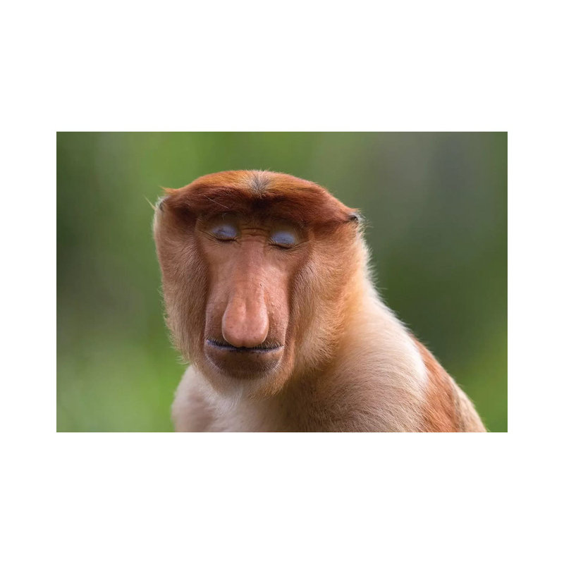 «Proboscis Monkey Serenity» par Mogens Trolle - photographie sur toile tendue, H 8 po x l 12 po x P 0,75 po