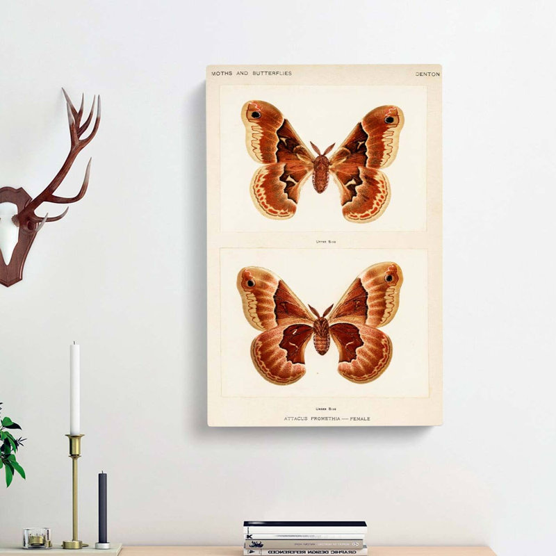 Promethea Silk Moth by S.F. Denton - Wrapped Canvas, 60cm H x 40cm W x 3cm D