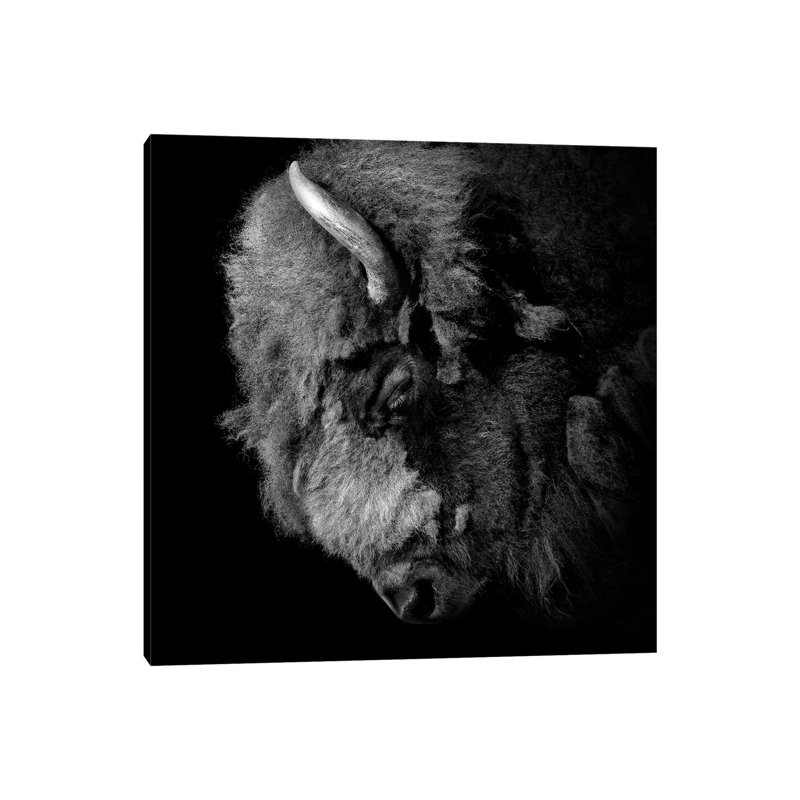 Buffalo In Black And White by Lukas Holas - Wrapped Canvas Print, 45.72 cm H x 45.72 cm W