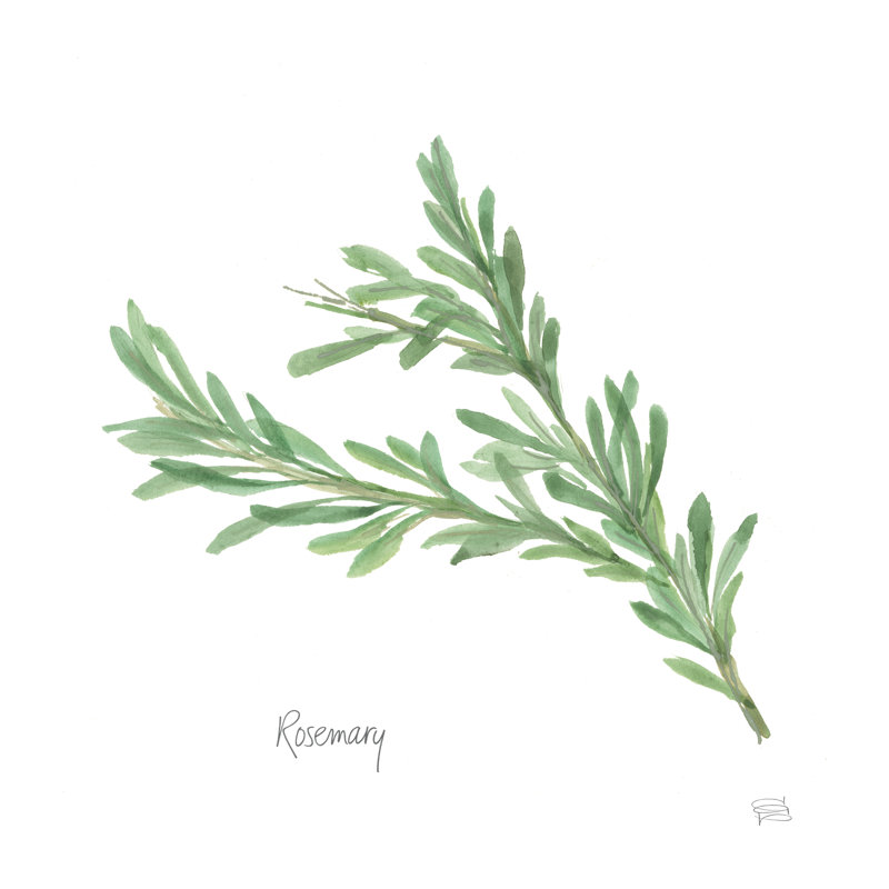 Rosemary V2, H 12 po x l 12 po x P 1,25 po