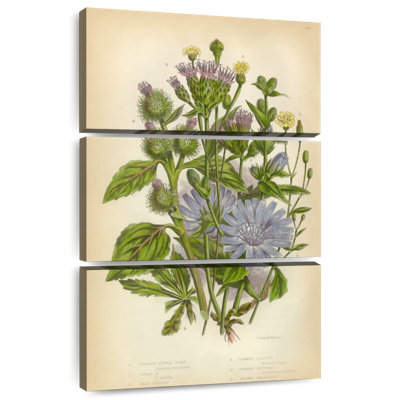Harnek plantes à fleurs victoriennes