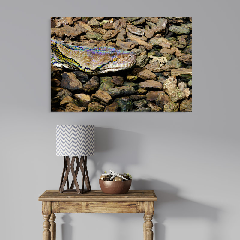Closeup of Reticulated Python Head between Rocks and Wood Pieces, 16" H x 24" W