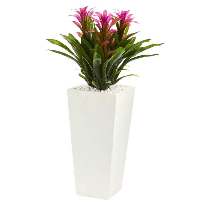 Triple broméliacées en pot de fleurs