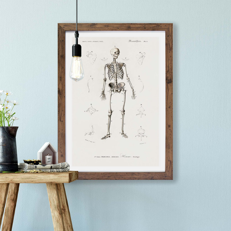 Human Skeleton by Charles d Orbigny - Framed Print, Walnut, 45cm H x 63cm W x 2cm D