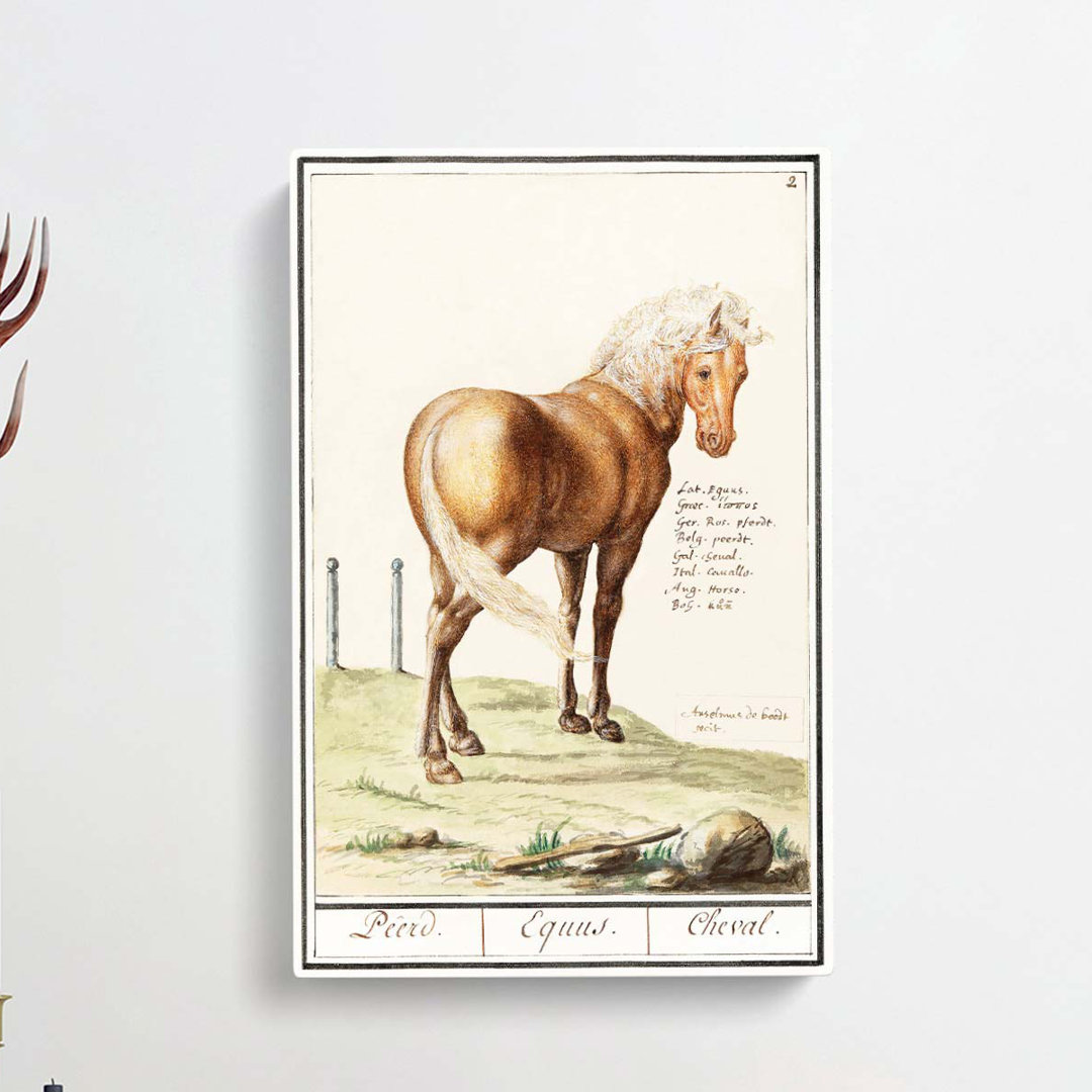 Horse by A.B. De Boodt - Wrapped Canvas
