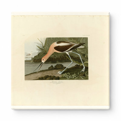 American Avocet (1838) - art mural carré sur toile
