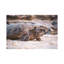 Beach Turtle Nature Close-Up by James Vodicka - Wrapped Canvas Gallery-Wrapped Canvas Giclée-83690141