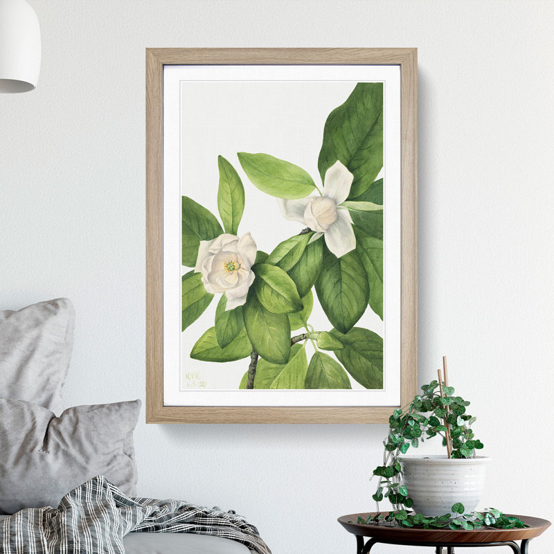 Sweetbay by Mary Vaux Walcott - Picture Frame Graphic Art, Oak Framed, 65cm H x 48cm W x 2cm D