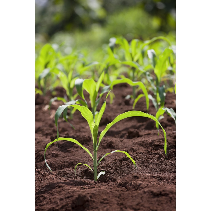 Young Corn Seedling In A Field by Enviromantic - No Frame Art Prints on Canvas, 46cm H x 30cm W