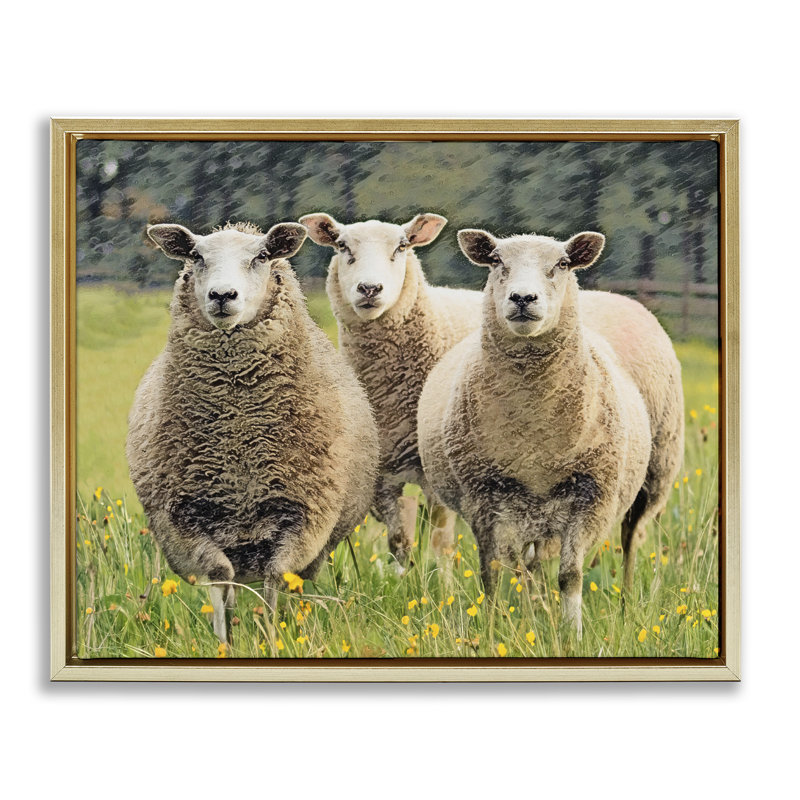 «Sheep Grazing in Grass», art mural encadré sur toile flottante par Sundance Group, LLC., Cadre flottant métallique doré
