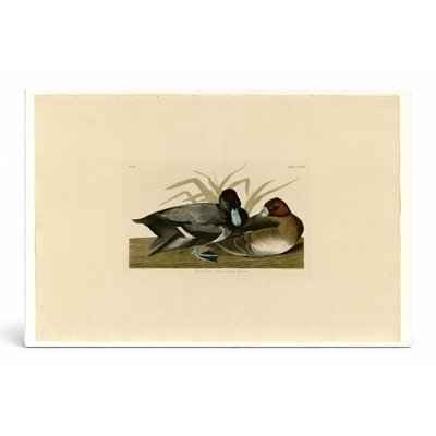 «Scaup Duck» (plaque CEC XXIX) - art mural sur toile paysage