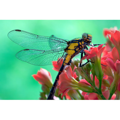 Ridgewell Dragonfly - Wrapped Canvas Print