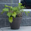 Pot à fleurs Cara-31644954-31644956
