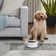 Sam's Pets Tall Tulip Pet Bowl In Glossy