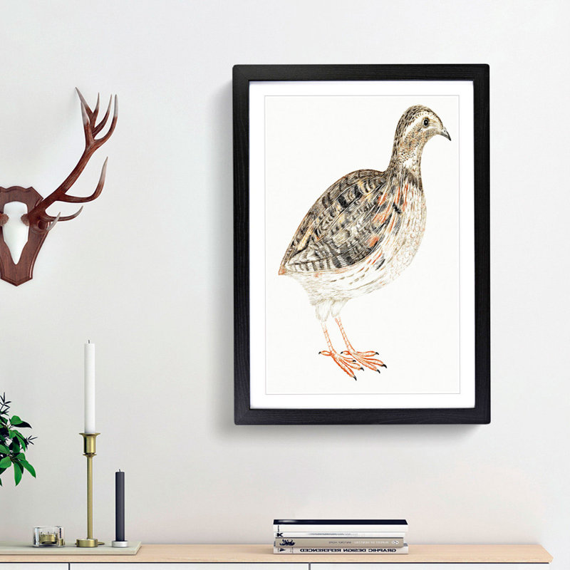 A Quail by Johan Teyler - Single Picture Frame Painting, Black Framed, 63cm H x 45cm W x 2cm D