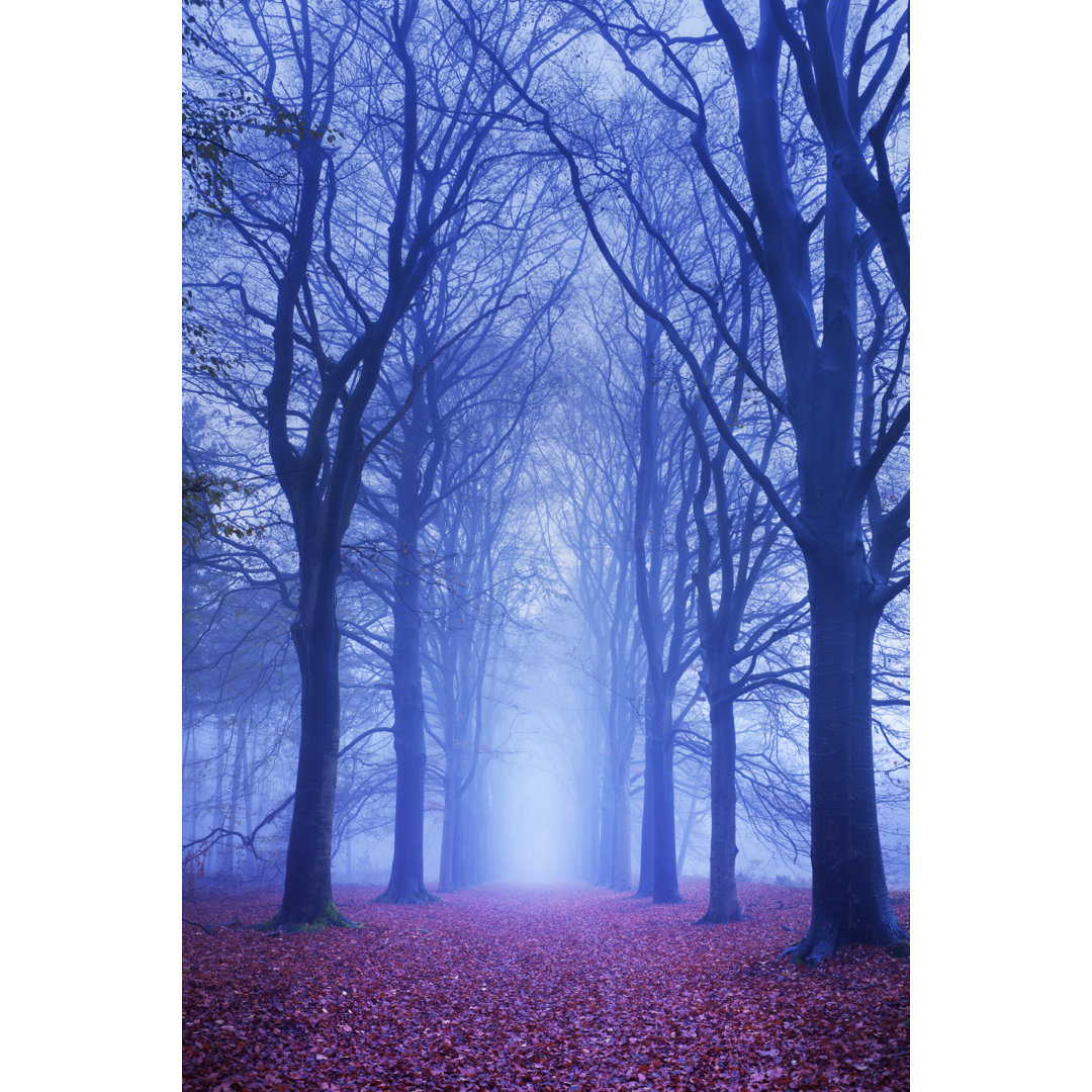 Pfad in einem dunklen und nebligen Wald