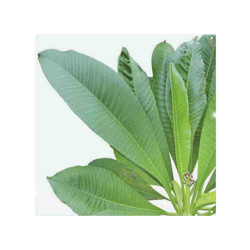 Collection Of Leaves On Splash Back, 50cm L x 60cm W