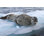 Leopard Seal - Photographie sur toile tendue