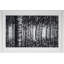 Birch Forest Print by H.Scott
