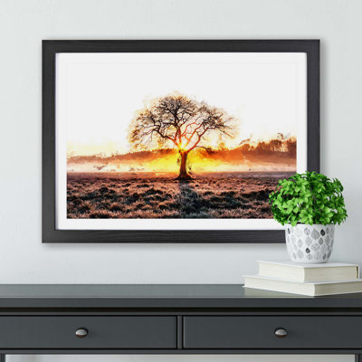 Sunlight Through The Oak Tree - Single Picture Frame Print