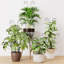 Treillis plus grand pour plantes grimpantes d'intérieur, 4 ...