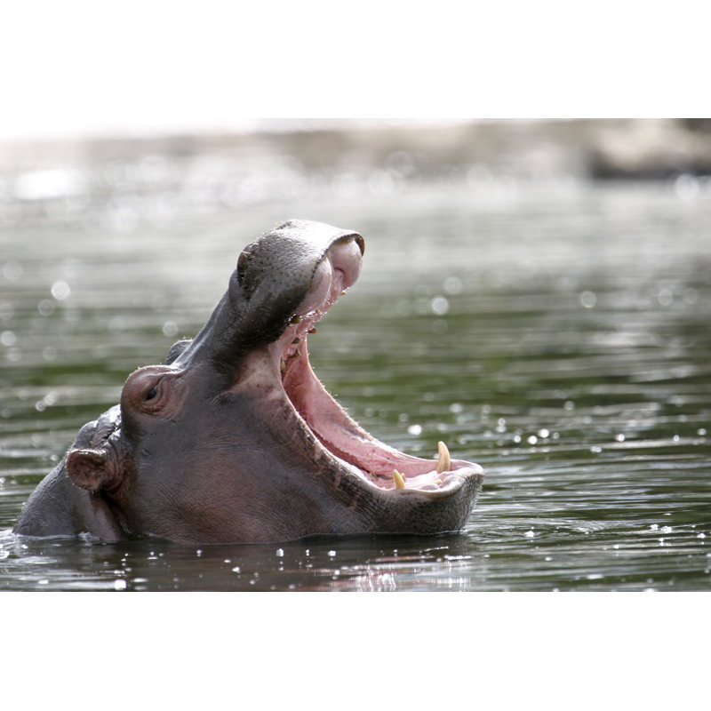 Hippopotamus - Wrapped Canvas Print, 30cm H x 46cm W x 3.8cm D