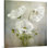 « cosmos charme » par mandy vaisselle, reproduction d’art sur toile