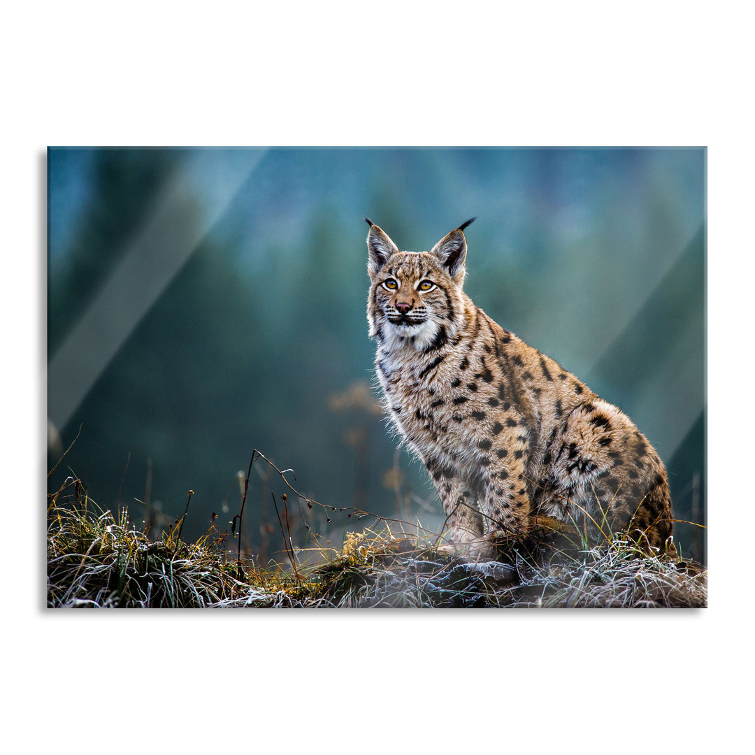 Glasbild Europäischer Luchs auf Wiese