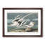 Tropicbirds by John James Audubon - Framed Print-55642287-55642290