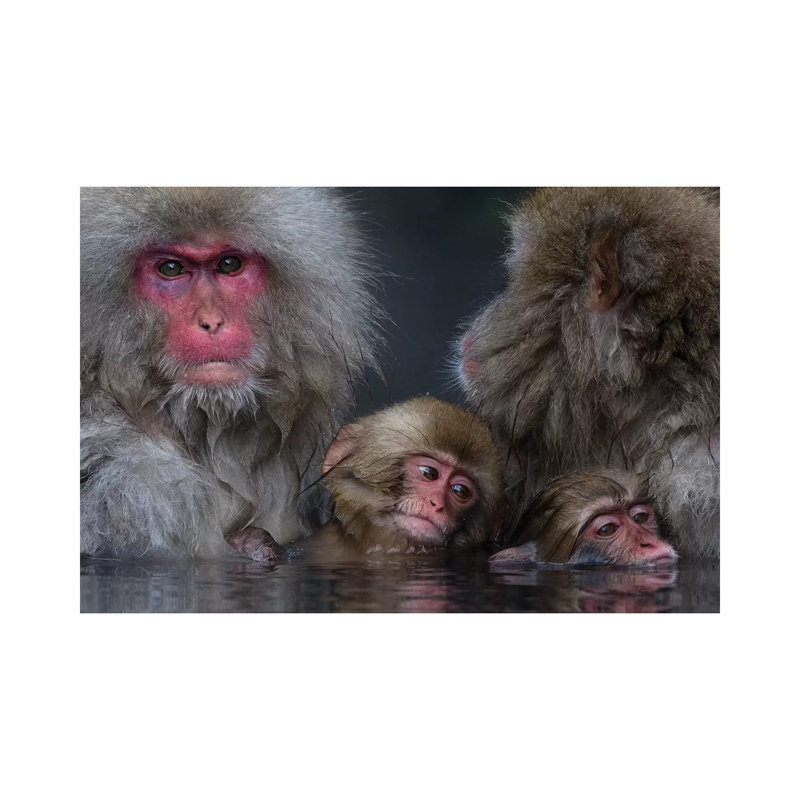 Snow Monkey Familiy In Hotspring by Mogens Trolle - Wrapped Canvas Print, 66.04 cm H x 45.72 cm W x 3.175 cm D