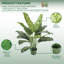 Faux plante de sol Dieffenbachia