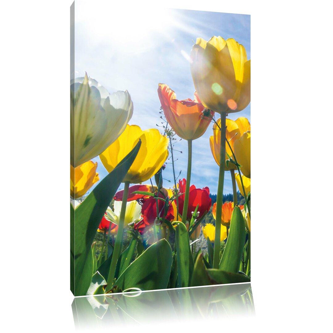 Leinwandbild Blumenwiese Froschperspektive, Fotodruck