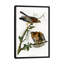 « red-épaulee hawk » par john james audubon, reproduction d’art sur toile-774591317-719765892-774591318