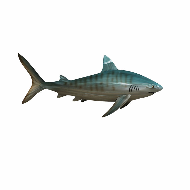 Requin tigre