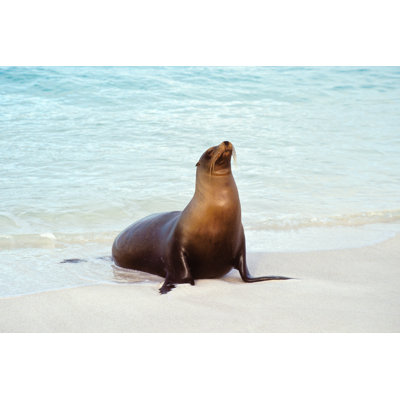 " Sea Lion " by Oleksajewicz